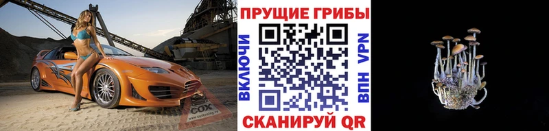 KRAKEN ССЫЛКА  Снежногорск  Псилоцибиновые грибы Cubensis  закладка 